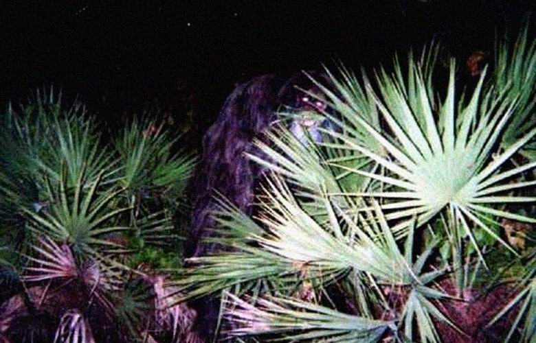 Myytti skunk-apina osui jälleen kameran linssiin