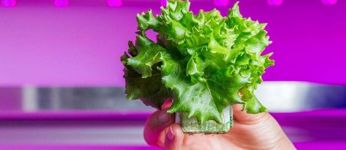 Philips pelastaa maailman nälkästä