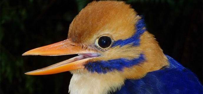 Maailman tiedeyhteisö on vihainen amerikkalaiselle, joka tappoi harvimman linnun