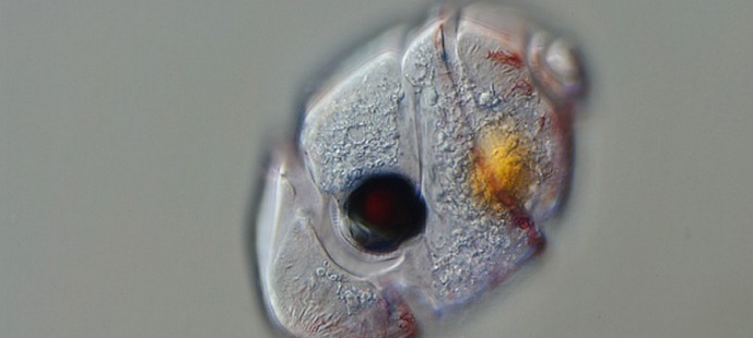 Monisoluinen silmä esiintyi yksisoluisessa organismissa