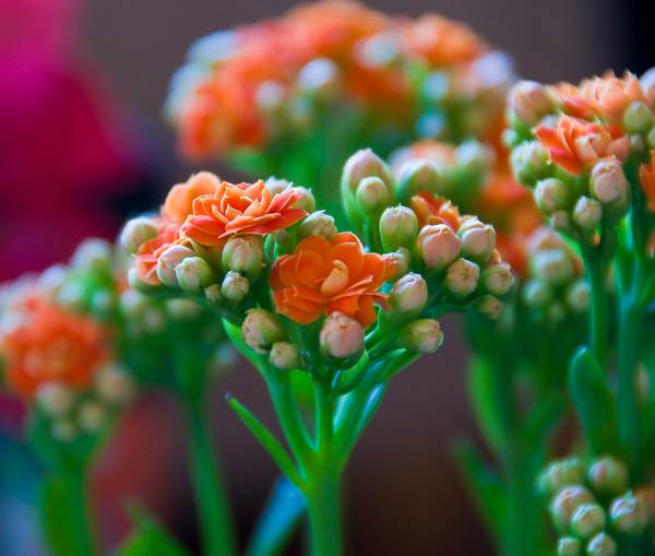 Kalanchoe talossa 