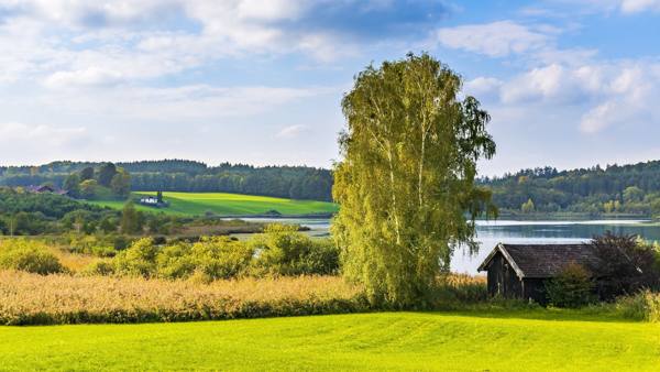 onko mahdollista istuttaa koivu talon kylttien lähelle 