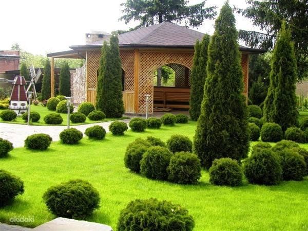 Onko mahdollista istuttaa kotona tai tontilla - merkkejä ja taikauskoa 