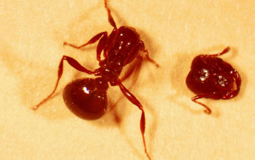 Perho ryntää muurahaisen päähänsä