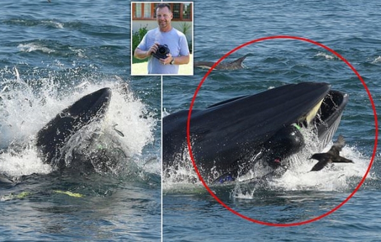 Mies putosi valaan suuhun ja pääsi ihmeellisesti ulos sieltä