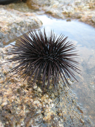 Mikä sukupuoli on tämä suloinen olento? (Kuva: alessandro_eye.)