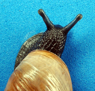  нимание! Hermafrodiitti!  (Kuva: Charles & amp; Clint.)