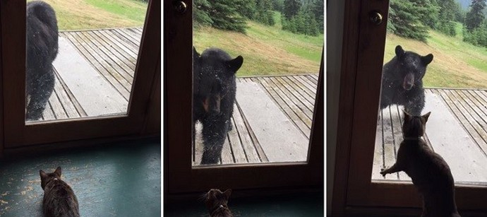 Alaskalla on ainutlaatuisia kissoja!