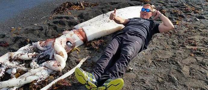 Uuden-Seelannin rannikolla heitti jättiläinen kalmari