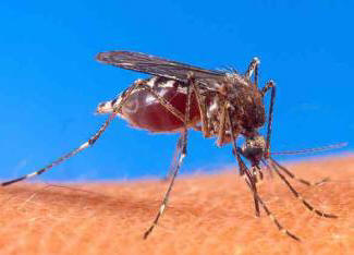 Kesäasukkaisen iloksi: uudentyyppinen hyttyset on luotu!