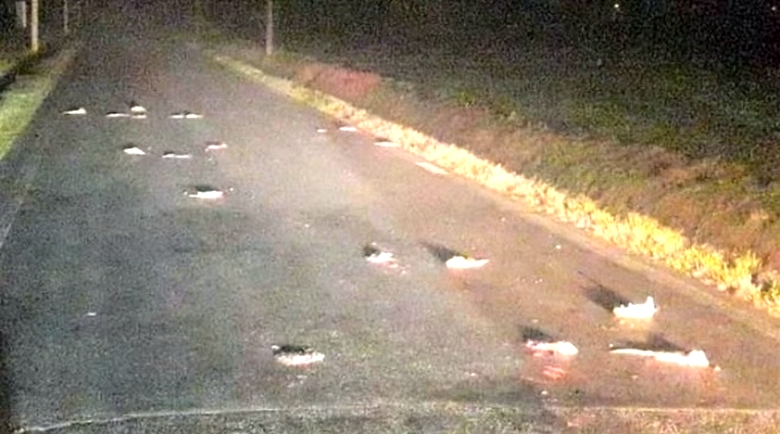 Pohjois-Italiassa on hyökkäys rabid-rotista