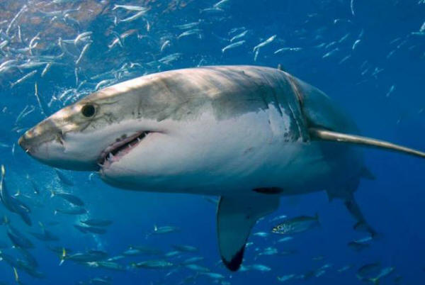 Tunnistamaton ja vielä suurempi saalistaja hyökkäsi kolmen metrin haitaan