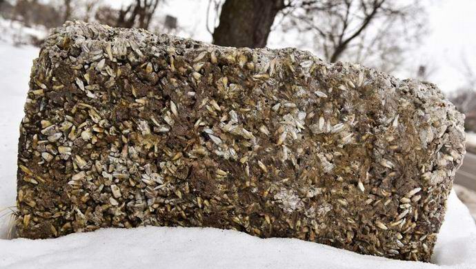 Yhdysvaltain kadulla on kivi, jossa on tuhansia ihmisen hampaita