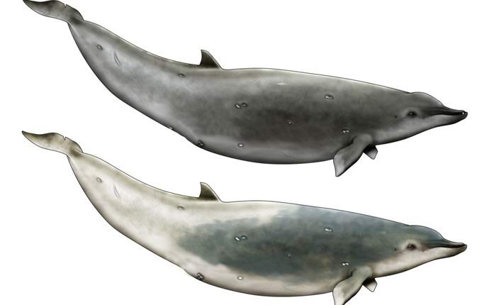 Video tallensi ensimmäistä kertaa harvinaisimmat valaat