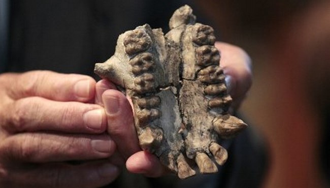 Löytyi toinen muinaisen ihmisen laji