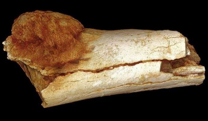 Syövän syömän muinaisen hominidin luu löytyy