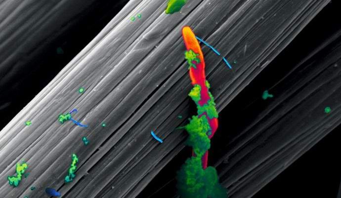 Löydettyjä olentoja, jotka syövät sähköä