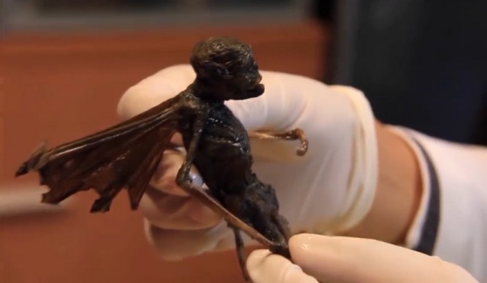 Löysitkö keiju tai muukalaisen ruumiin?