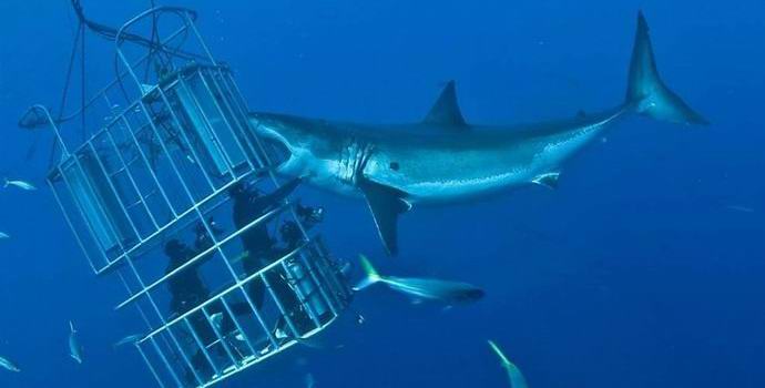 Valtavan hain hyökkäys turisteille innosti Internetiä