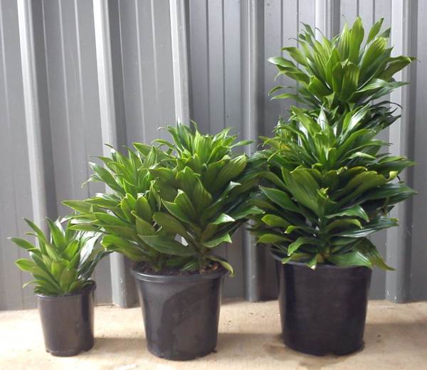 dracaena kukka 