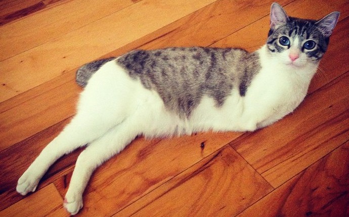 Älä synny kauniiksi tai kuinka onnekas kaksisuuntainen kissa