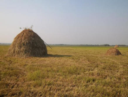 Älä varasta noitua