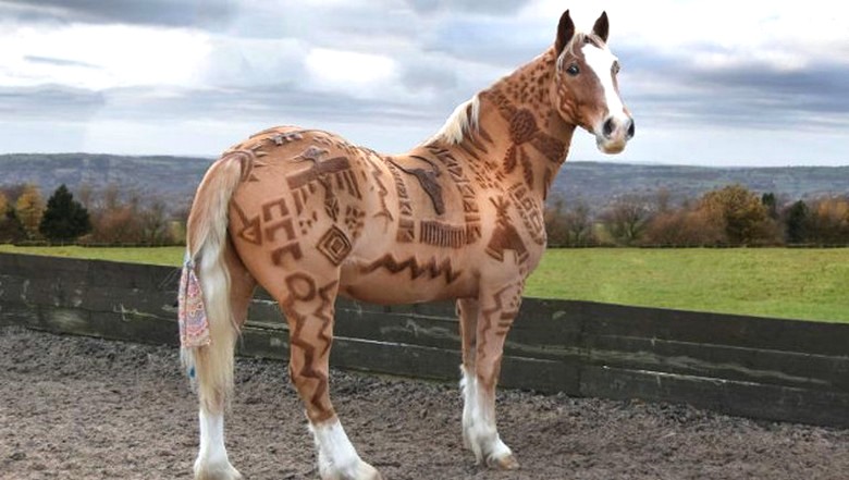 Epätavallinen groomer - hevonen kampaaja