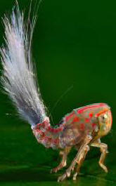 Tunnistamaton prancing-esine löydettiin Etelä-Amerikan viidakosta