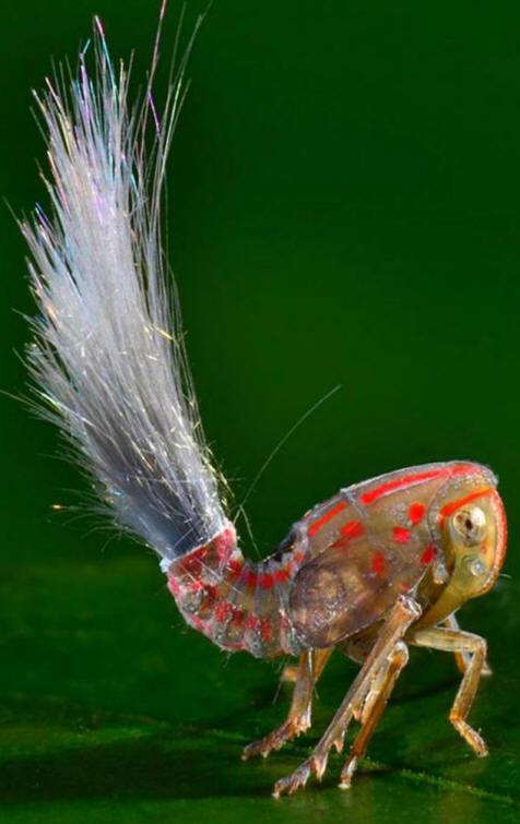 Olennon häntä on takana, olennon oikealla puolella näkyvät pisteet ovat silmät.