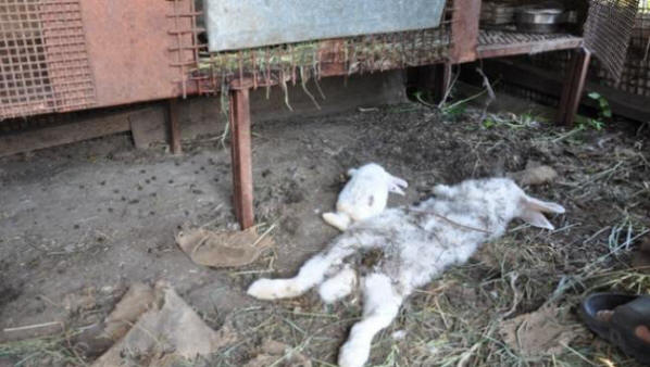 Tunnistamaton peto tapettiin, mutta ei syönyt kaneja