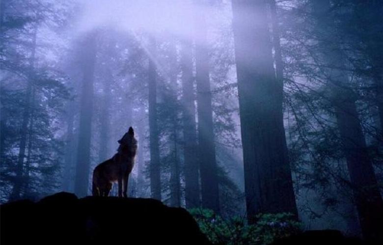 Ymmärtämätön peto hyökkäsi miehen kanssa koiran kanssa metsässä