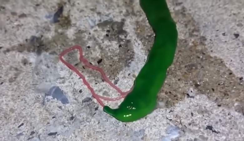 Käsittämätön olento