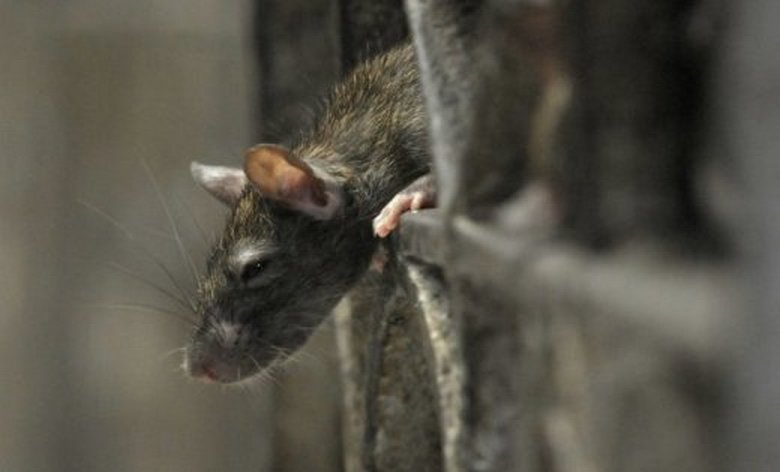 Outo olento pelotti brittejä