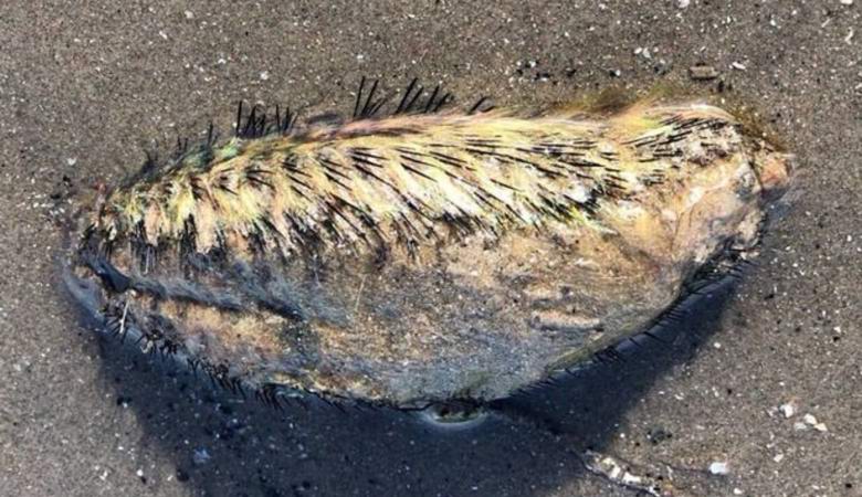 Liverpoolista löytynyt epäselvä olento