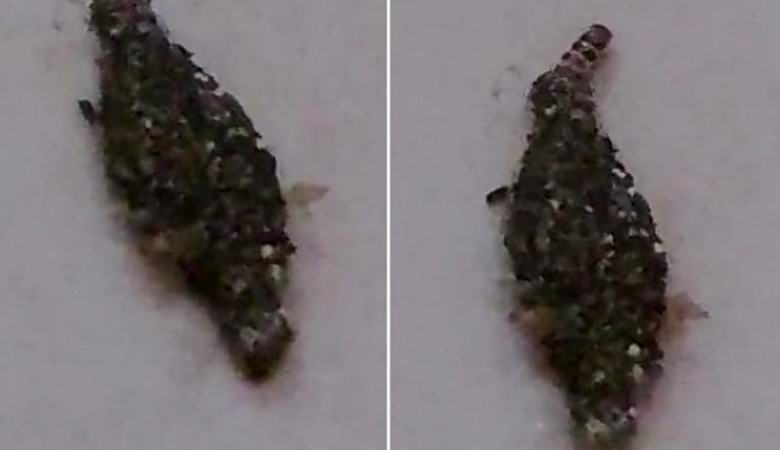 Videolle vangittu käsittämätön olento