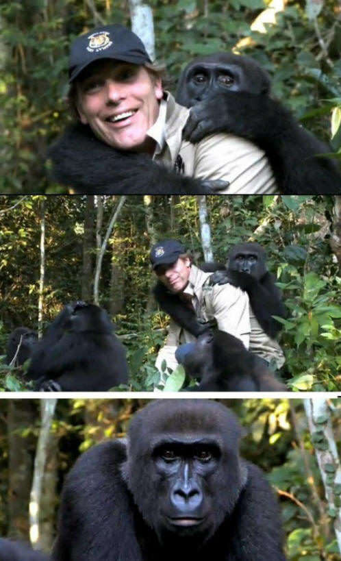 eläimet 111 Ilmeistä näyttöä siitä, että eläimillä on sielu