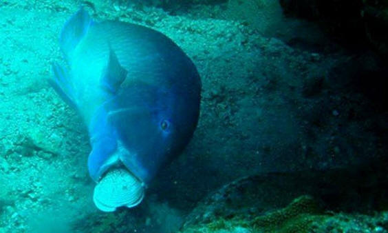 eläimiä 121 Ilmeistä näyttöä siitä, että eläimillä on sielu