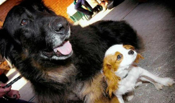 eläimiä 131 Ilmeistä näyttöä siitä, että eläimillä on sielu