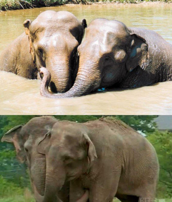 eläimiä 141 Joitakin selviä todisteita siitä, että eläimillä on sielu.