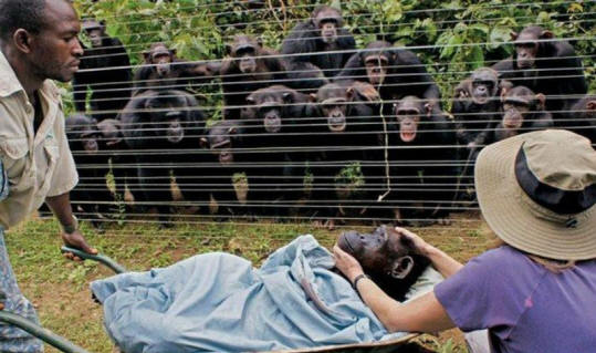 eläimet 31 joitain ilmeisiä todisteita siitä, että eläimillä on sielu