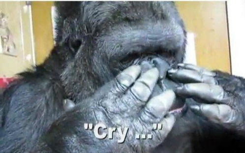 eläimiä 51 Ilmeistä näyttöä siitä, että eläimillä on sielu.