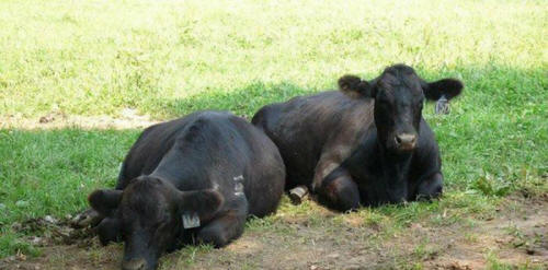 eläimiä 61 Selkeitä todisteita siitä, että eläimillä on sielu