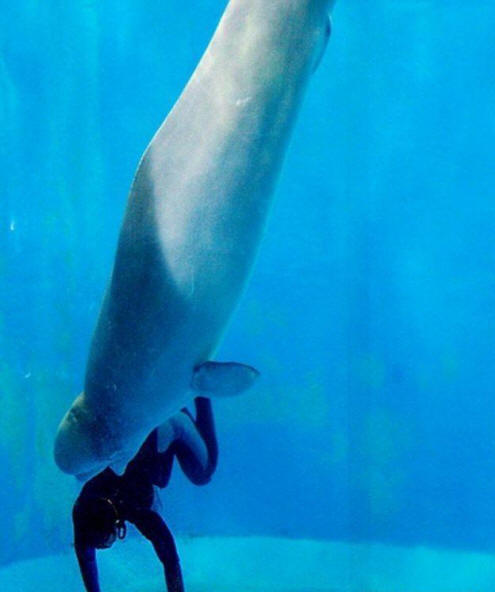 eläimiä 81 Ilmeistä näyttöä siitä, että eläimillä on sielu.