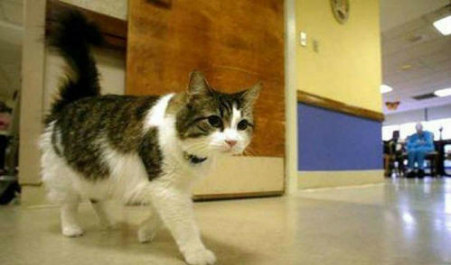 eläimet 91 Ilmeistä näyttöä siitä, että eläimillä on sielu