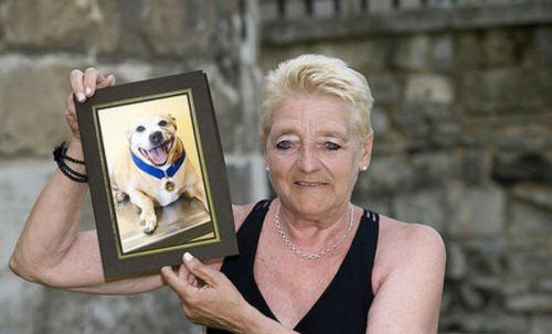 eläimiä 101 Ilmeistä näyttöä siitä, että eläimillä on sielu