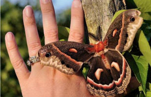 Uskomattoman suuri koi