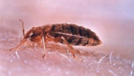 Norja ui laumojen laumoilla