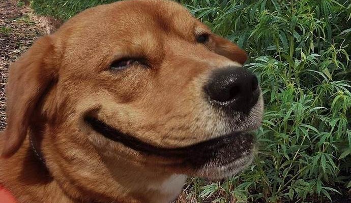 Yhdysvaltain uuden lain mukaan eläimet voivat polttaa marihuanaa