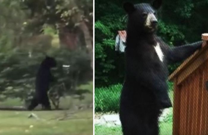 Uusi pystyssä oleva karhu on korvannut pedaalin.