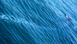 Uusi-Seelantilainen insinööri löysi meren jättiläisen Google Earthista